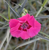 Dianthus Spp (Pink)