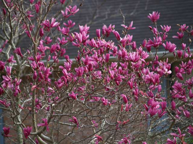 Betty Magnolia Tree - Smothered In Beautiful Reddish-Purple Blooms In Spring