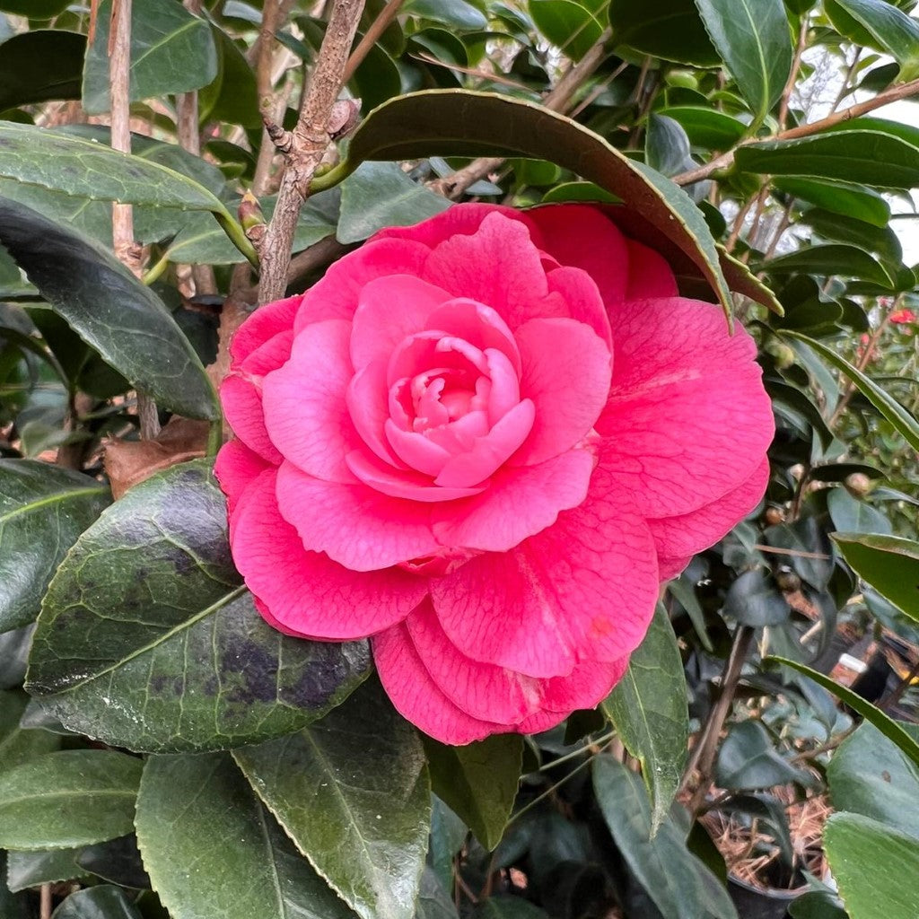Camellia April Kiss-Cold Hardy Camellia with Rose Double Blooms