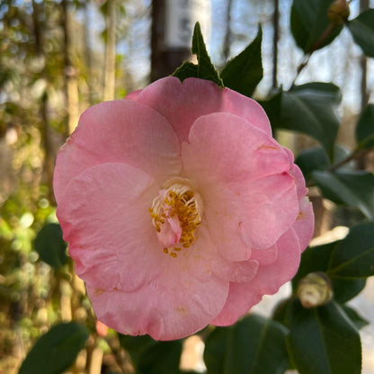 April Remembered Camellia-Gorgeous Cold Hardy