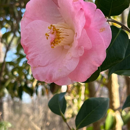 April Remembered Camellia-Gorgeous Cold Hardy