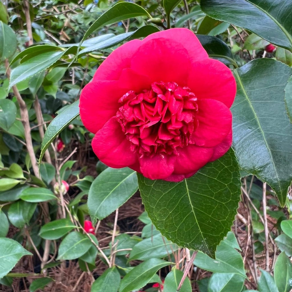 April Tryst Camellia-Cold Hardy Camellia, Gorgeous Red Blooms