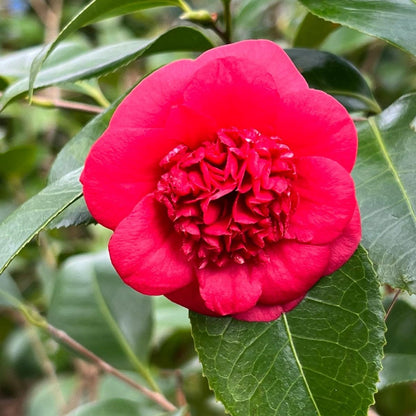 April Tryst Camellia-Cold Hardy Camellia, Gorgeous Red Blooms