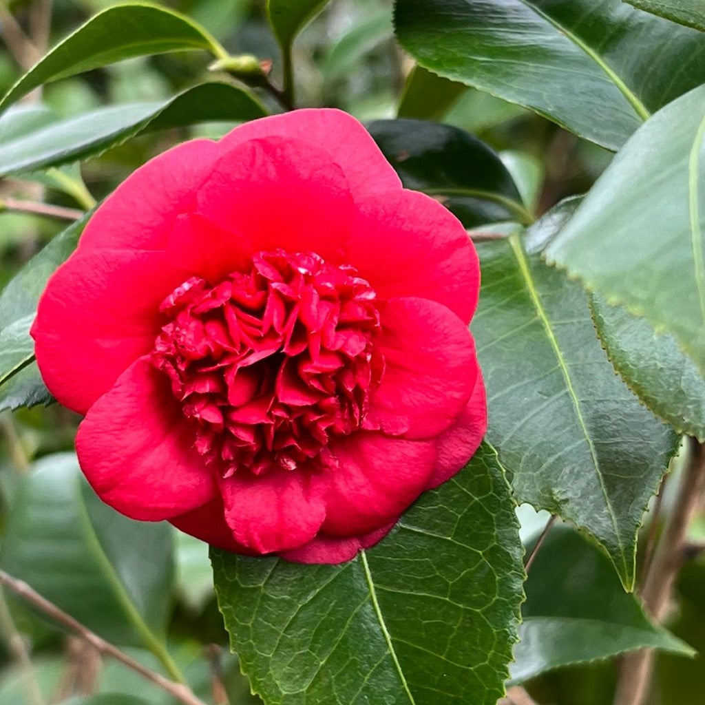 April Tryst Camellia-Cold Hardy Camellia, Gorgeous Red Blooms