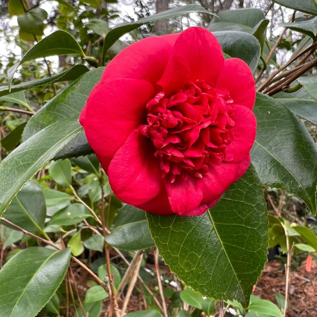 April Tryst Camellia-Cold Hardy Camellia, Gorgeous Red Blooms