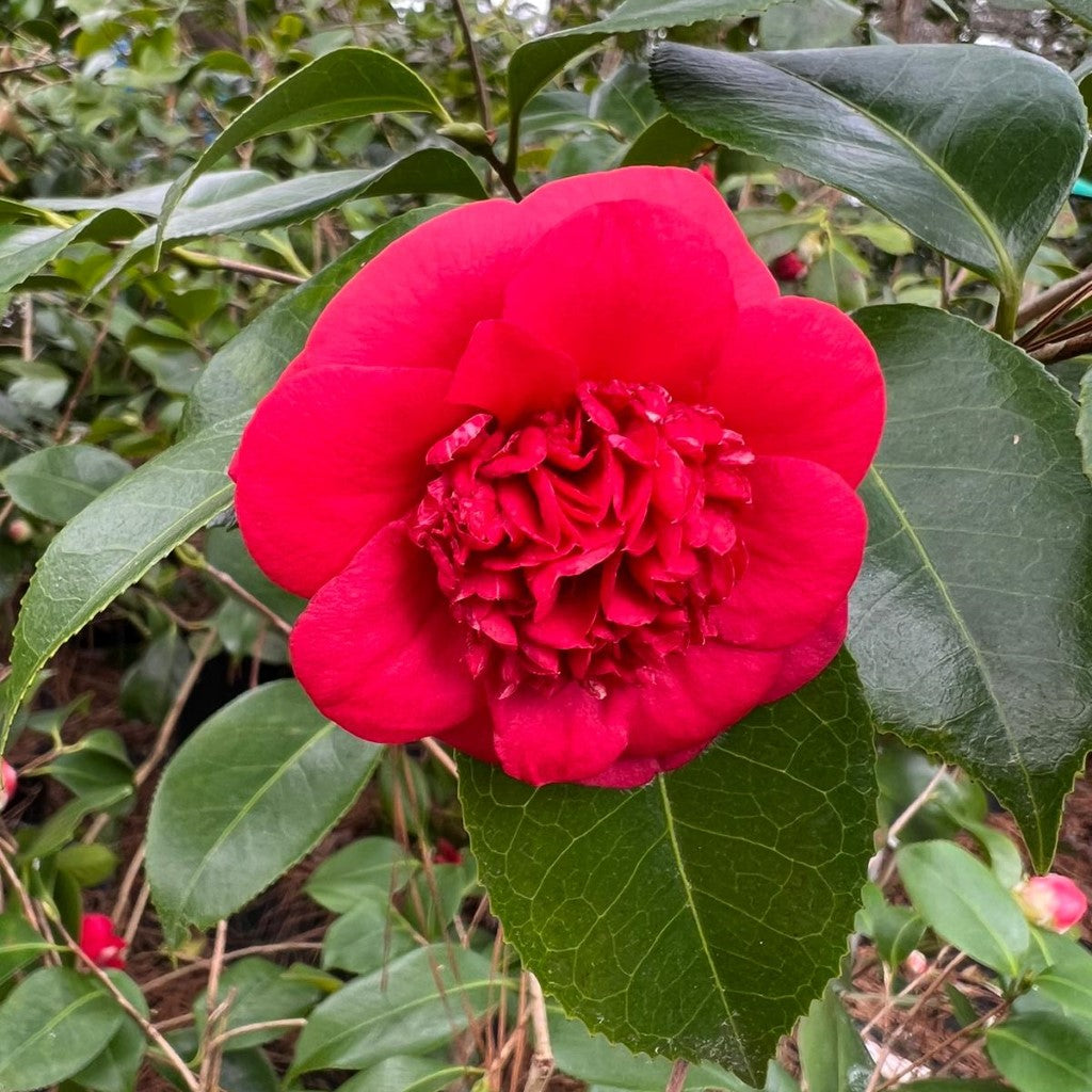 April Tryst Camellia-Cold Hardy Camellia, Gorgeous Red Blooms