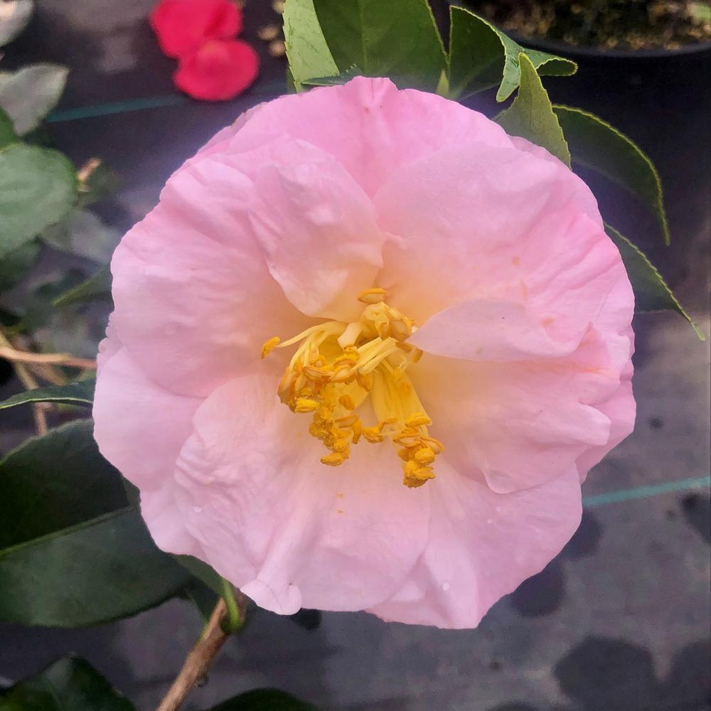 Camellia April Blush-Cold Hardy Camellia with Pink Blooms
