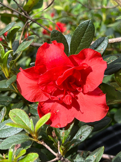 Encore Azalea Autumn Embers