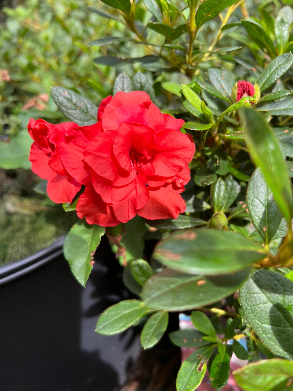 Encore Azalea Autumn Embers