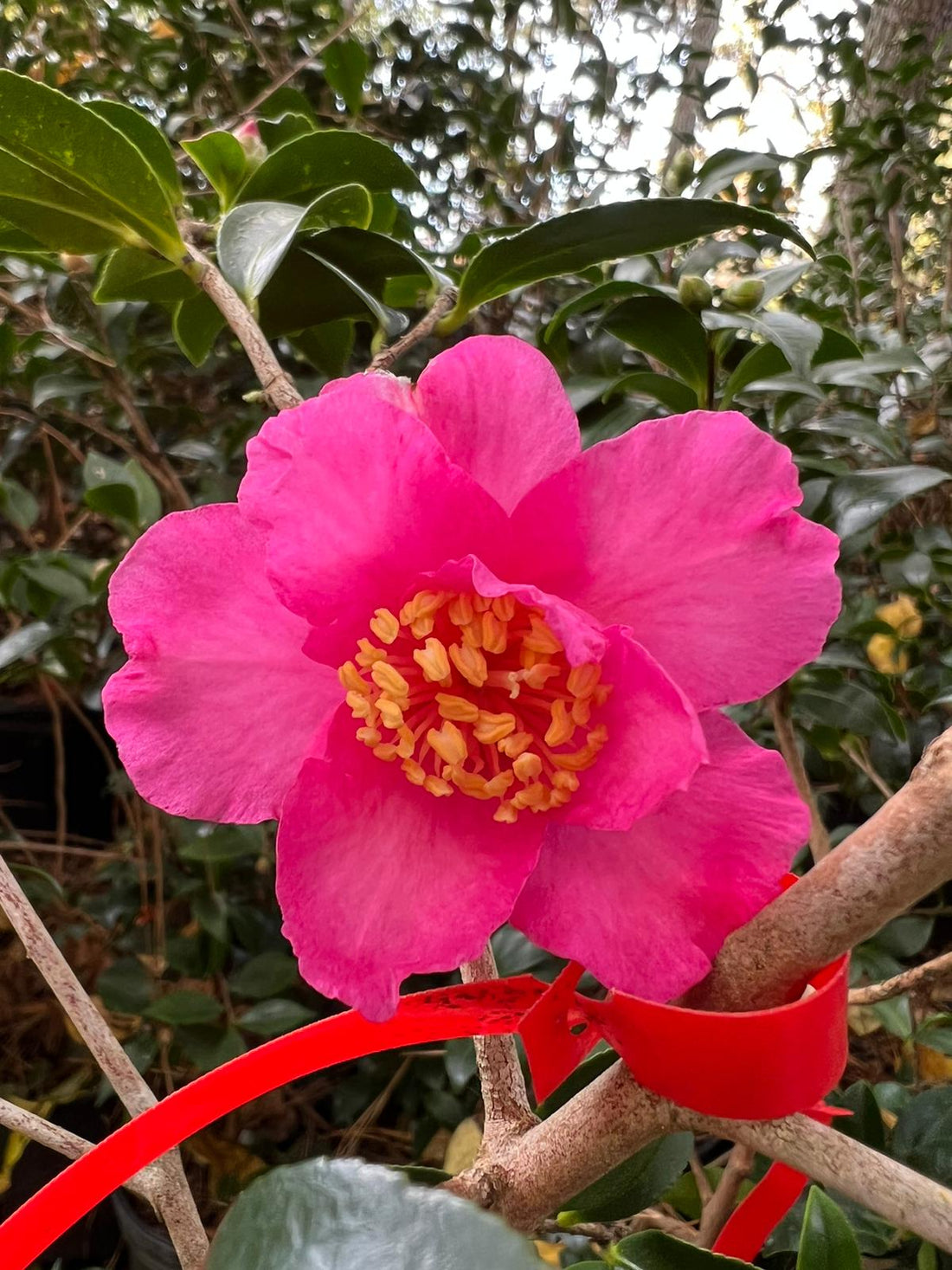 Camellia Autumn Sun-Stunning Showy Red Rose Blooms