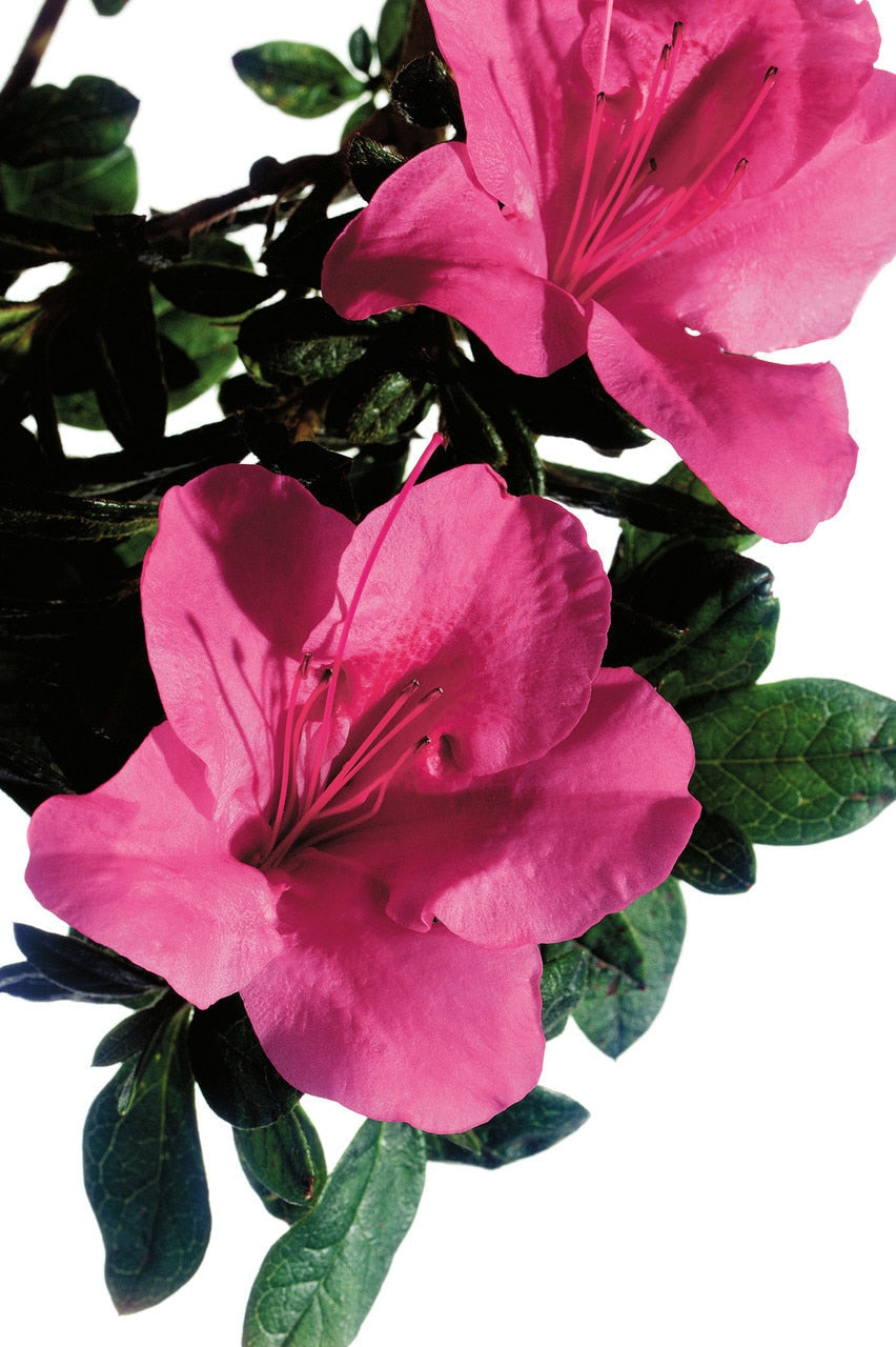 Encore Azalea Autumn Carnival,With Brilliant Medium Pink Blooms,Autumn Carnival is Great For Borders Or As a Specimen