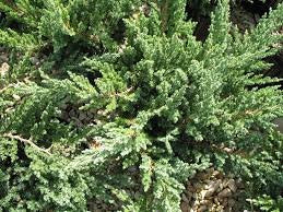 Parsoni Juniper, Evergreen, Low-Maintenance, Attractive Ground Cover, Easy To Grow