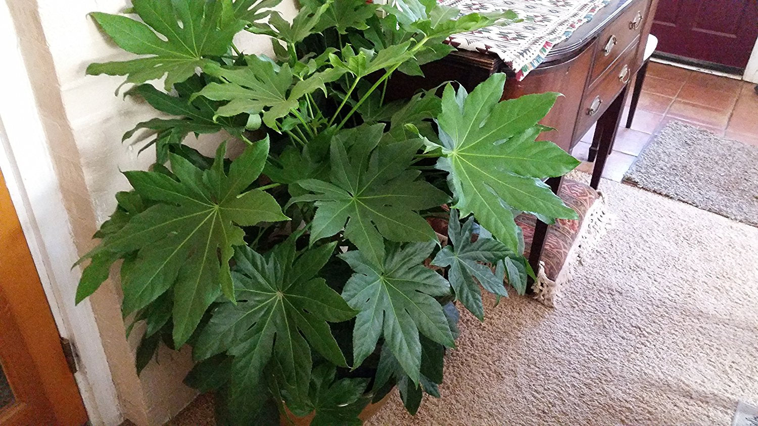 (3 Gallon) Fatsia Japonica  - A Beautiful Indoor/Outdoor Plant