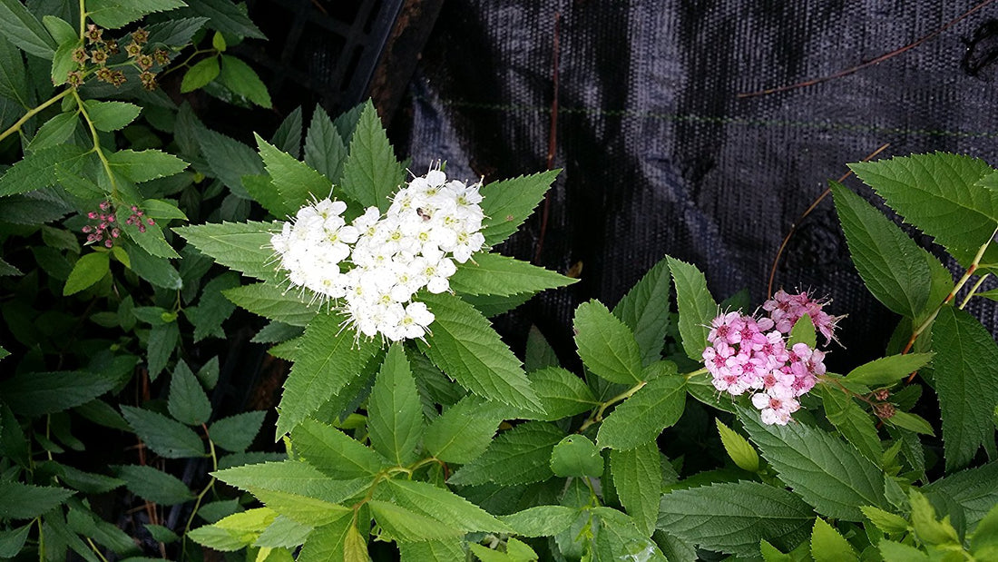 Shirobana Spirea, 3 Different Colored (White, Light Pink and Dk Pink) Blooms On The Same Plant, Small Compact Shrub