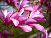Ann Magnolia- Compact, Slightly Fragrant Purple-Red Flowers