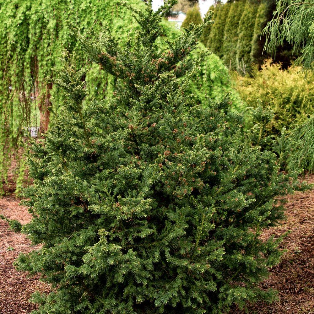 Black Dragon Japanese Cedar-Very Dark-Foliaged Conifer, Dark Green Needles Become Blackish Green In Winter.