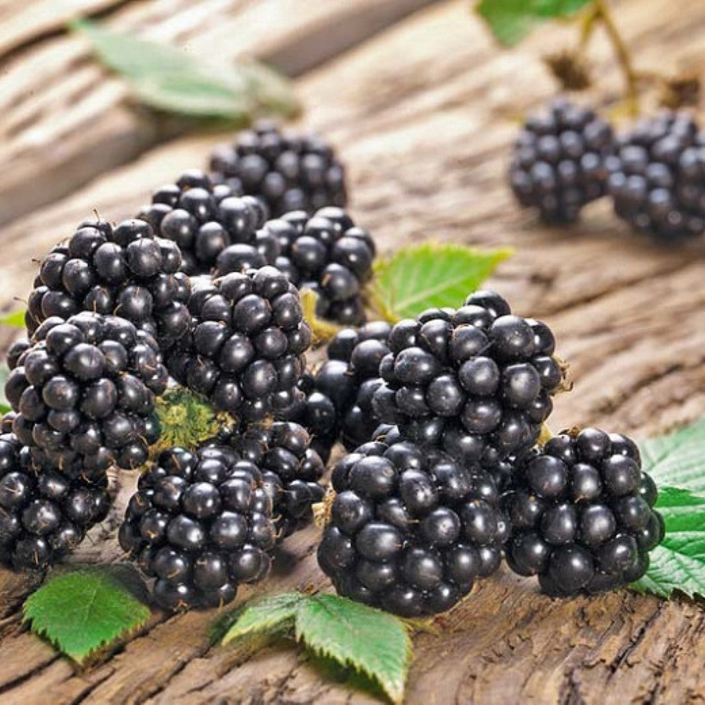 Chester Blackberry Productive Canes Yield Berries Perfect For Fresh-Eating, Preserves, and Baking