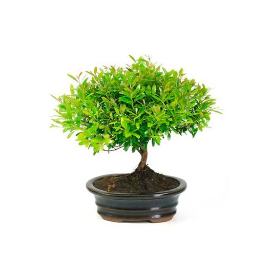 (5 Inches Pot) Bonsai Syzygium Buxifolium (Live Plant)
