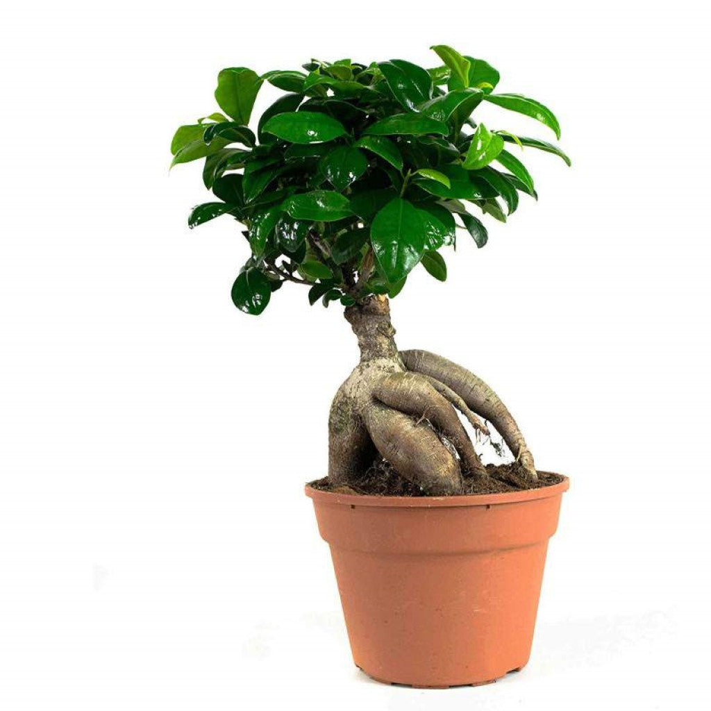 Bonsai Ficus Ginseng (Live Plant), Indoor/Outdoor Plants
