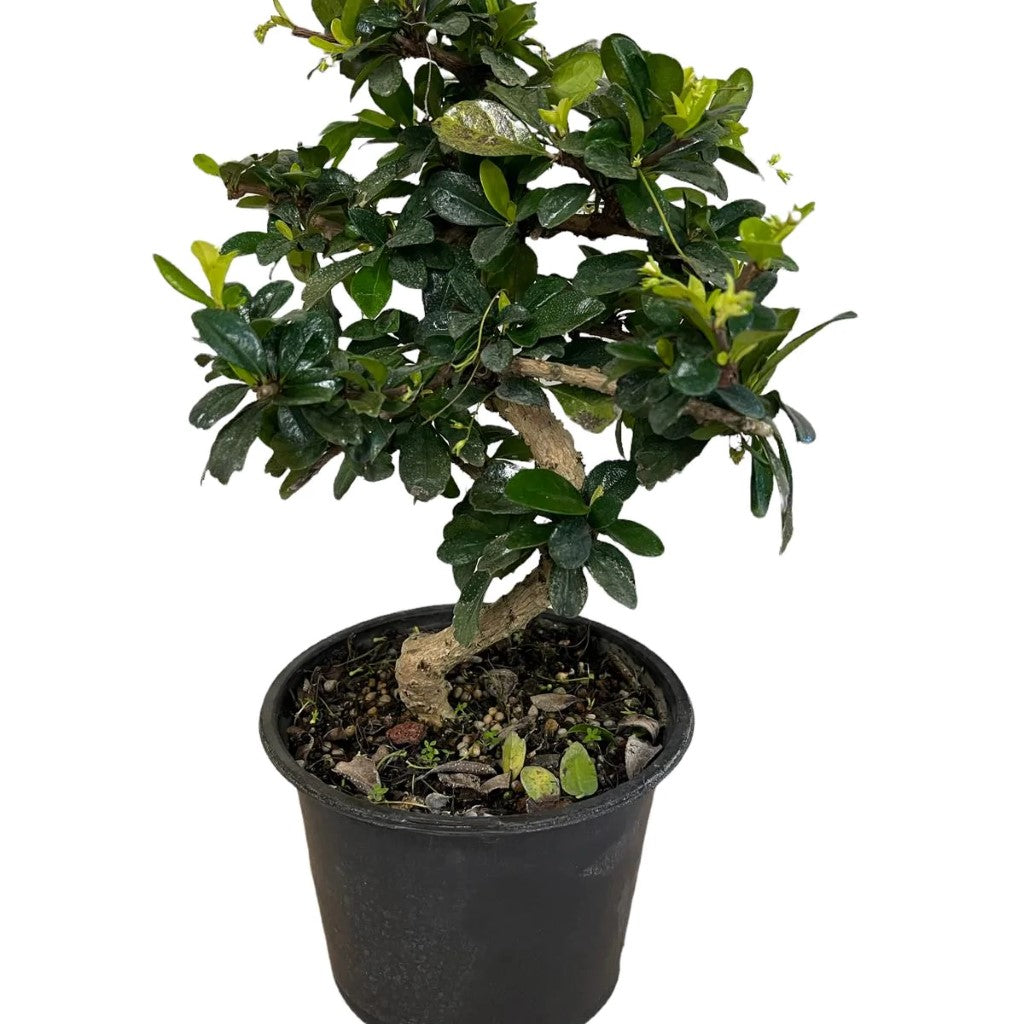 Bonsai Fukien Tea Tree (Live Plant)