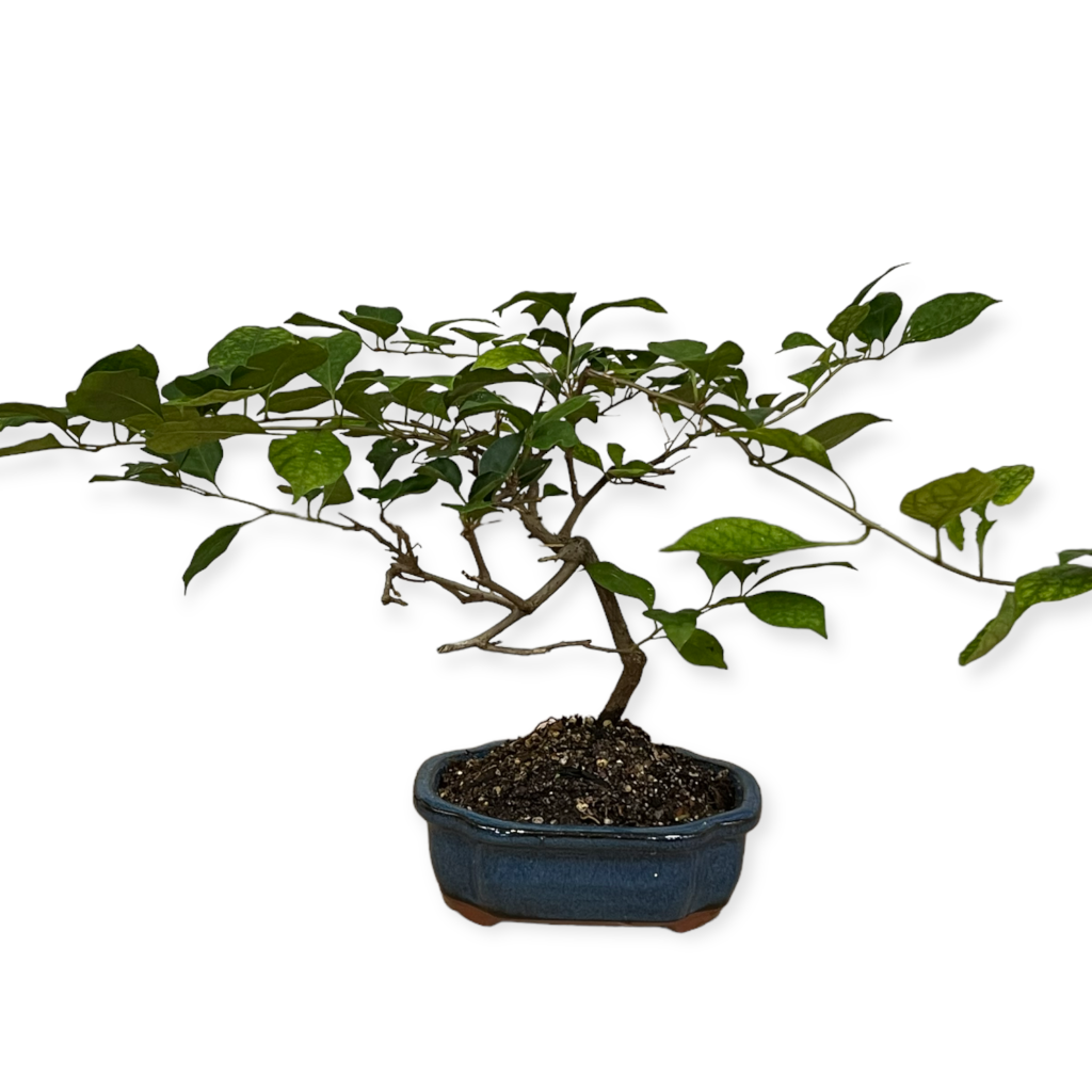 Bonsai Bougainvillea (Live Plant)