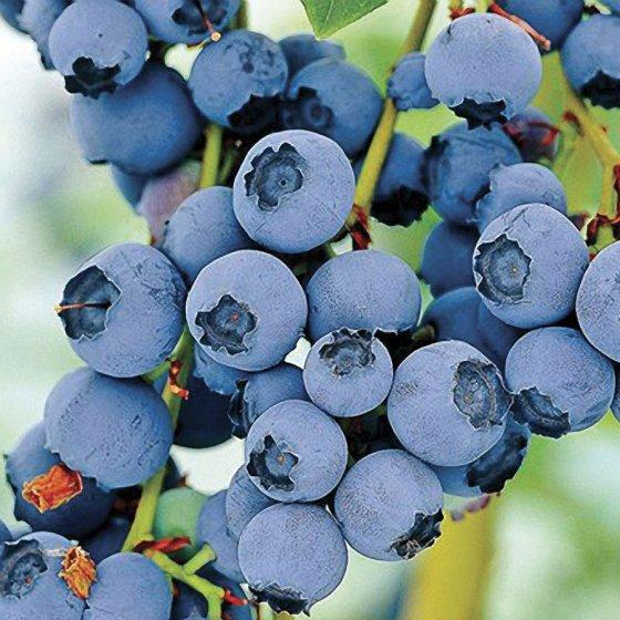 Brightwell Rabbiteye Blueberry Bush - Produces Excellent Blueberries