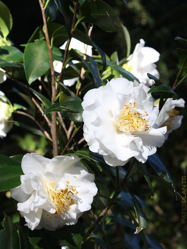 Camellia Emmett Barnes Flower Plant-White Large Blooms