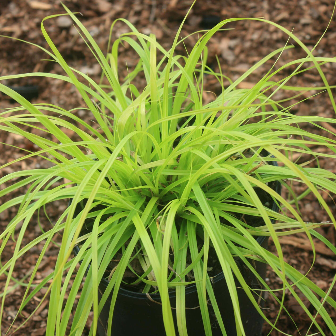 Carex Oshimensis &