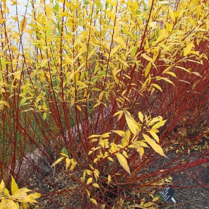 Flame Yellow Willow