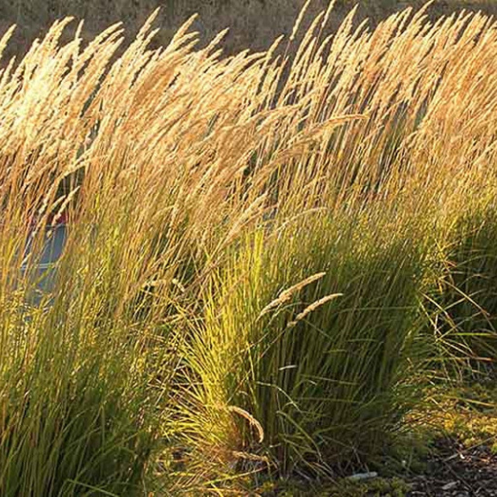 Calamagrostis X Acutiflora Karl Foerster