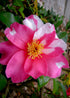 Hybrid Camellia Winter&