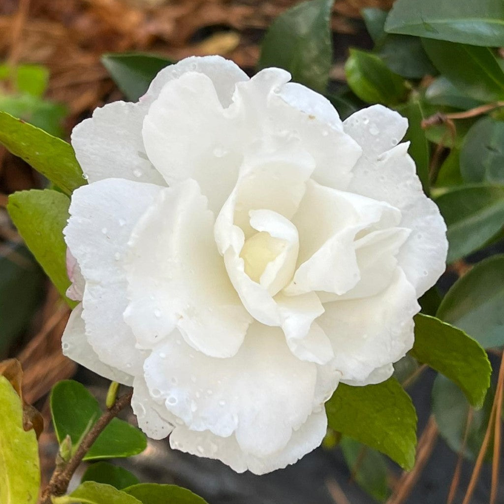 Camellia Seikaiha-Gorgeous Double White Blooms