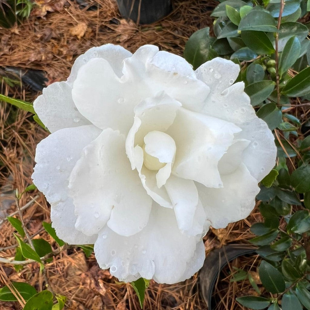 Camellia Seikaiha-Gorgeous Double White Blooms