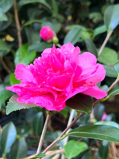 Camellia Sparkling Burgandy-Alluring Fuschia Pink Blooms