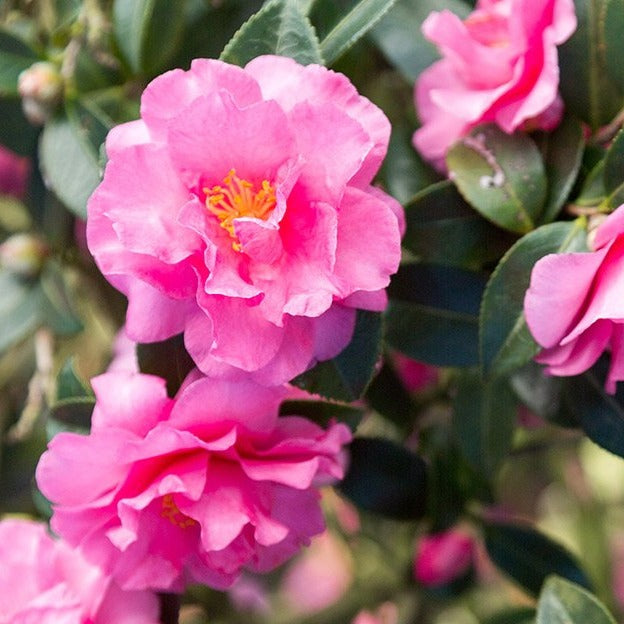 Camellia Alabama Beauty- Stunning Rosy-Red Blooms