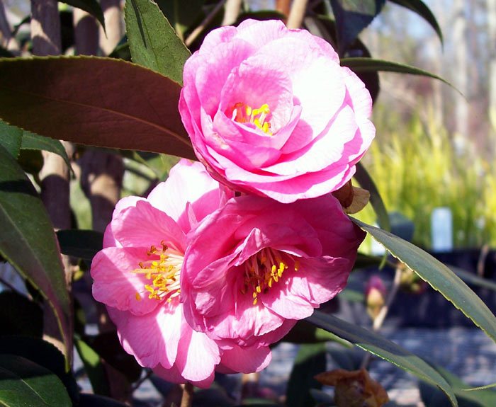 Camellia Hybrid &
