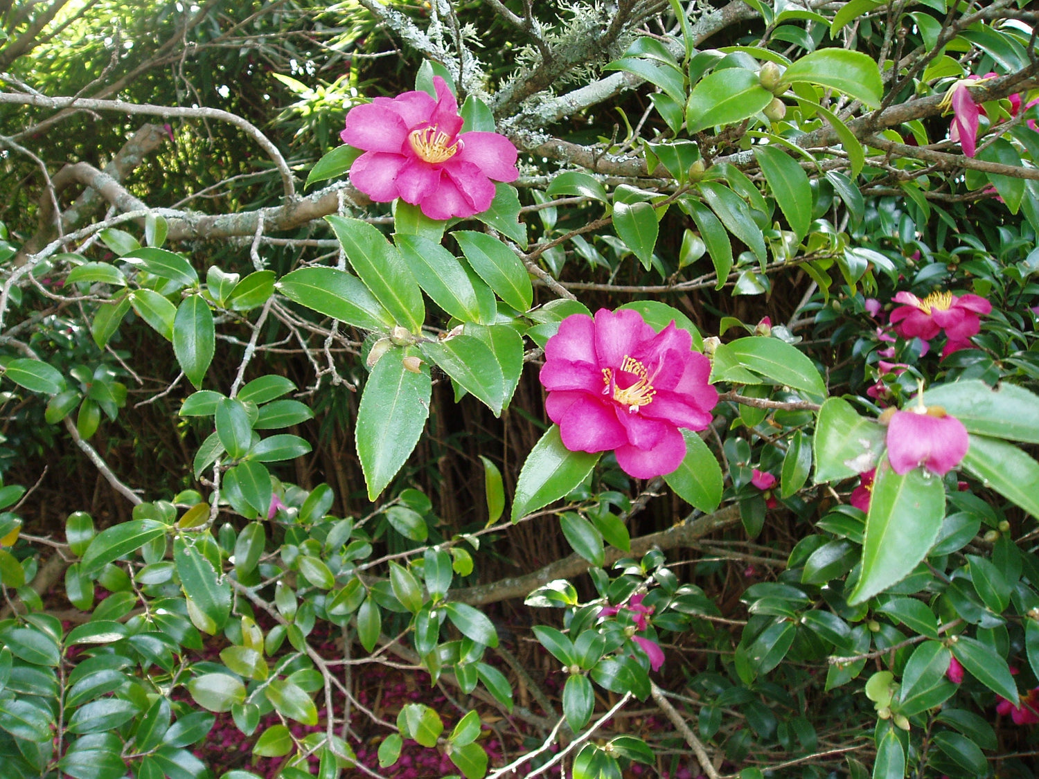 Camellia Kanjiro Flower Plant Semi Double Pink Blooms