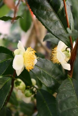 Breeze Tea, Tea Camellia