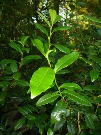 Breeze Tea, Tea Camellia