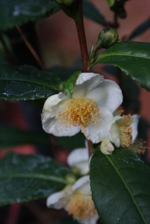 Breeze Tea, Tea Camellia