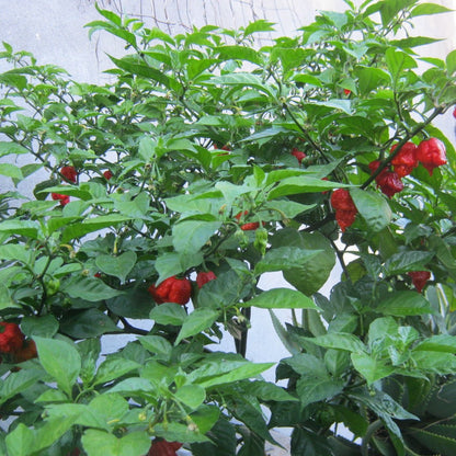 Carolina Reaper Pepper Plant , One of the Hottest Chili Pepper