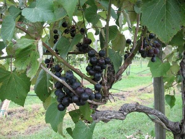 Champanelle Grape Vine- Vigorous Vines with Outstanding, Large Black Fruit Used Mainly For Juice and Jelly. Deliciously Sweet When Fully Ripe.