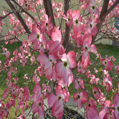 Cherokee Chief Dogwood Tree- Gorgeous Red Flowers In Spring, Vibrant Red Berries, Green Leaves Turn Crimson In Fall.