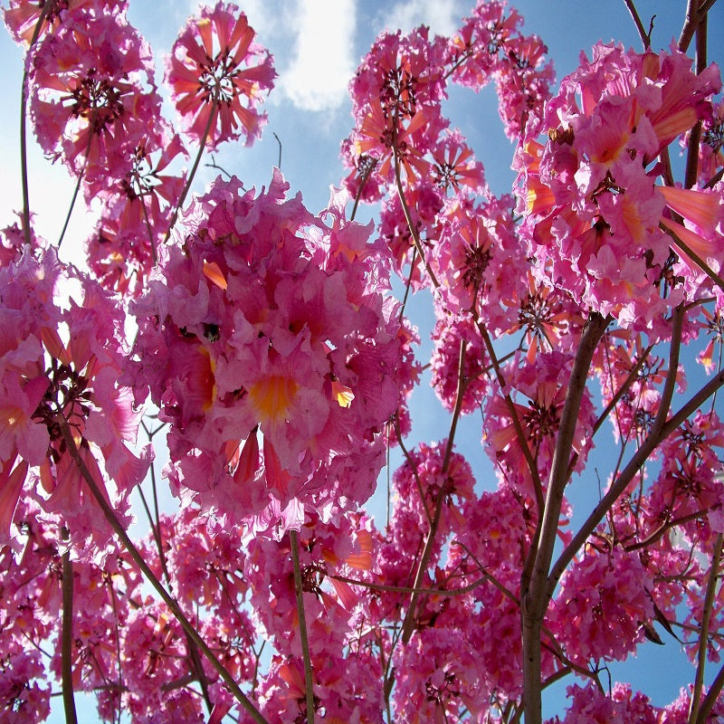 Cherokee Chief Dogwood Tree- Gorgeous Red Flowers In Spring, Vibrant Red Berries, Green Leaves Turn Crimson In Fall.