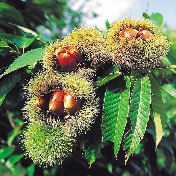 Chinese Chestnut Tree-Great Shade Tree, Edible Nuts, Blight Resistant