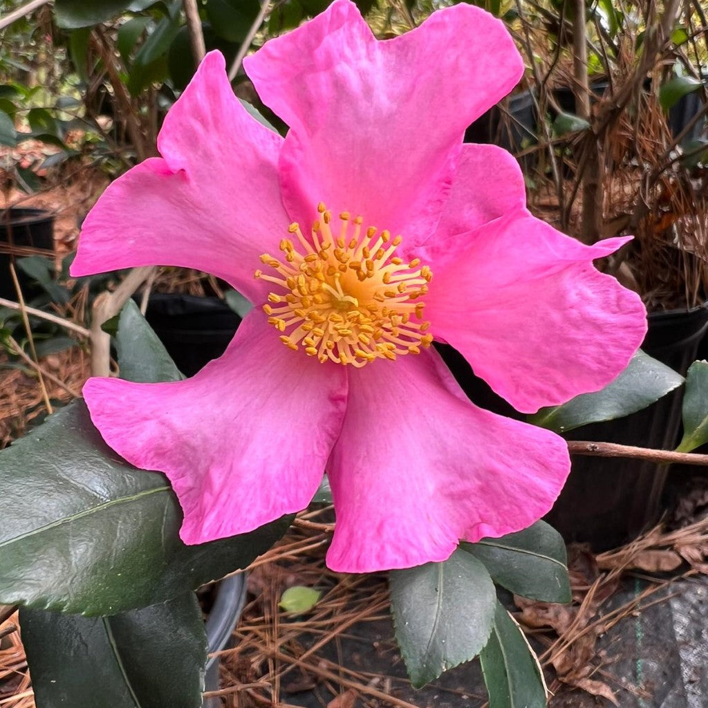 Camellia Sasanqua Cleopatra-Stunning Pink Blooms
