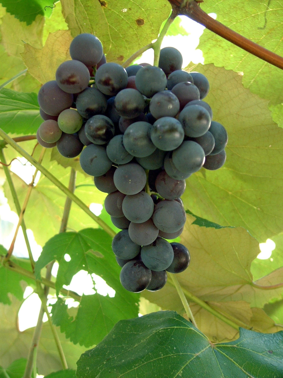 Concord Seeded Grape