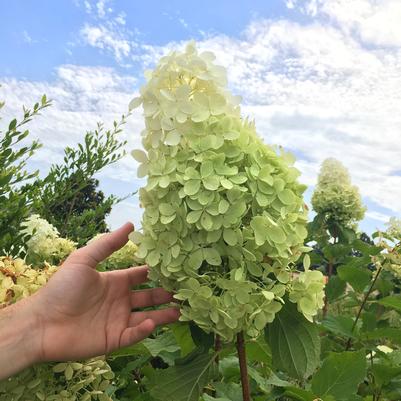 Hydrangea Tidal Wave