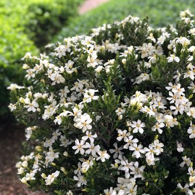 Daisy Gardenia- Fragrant Evergreen, Dwarf and Most Cold Hardy Gardenia, Aka Hardy Daisy Gardenia