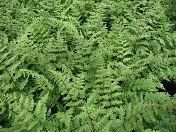 Athyrium Filix-Femina, Lady Fern